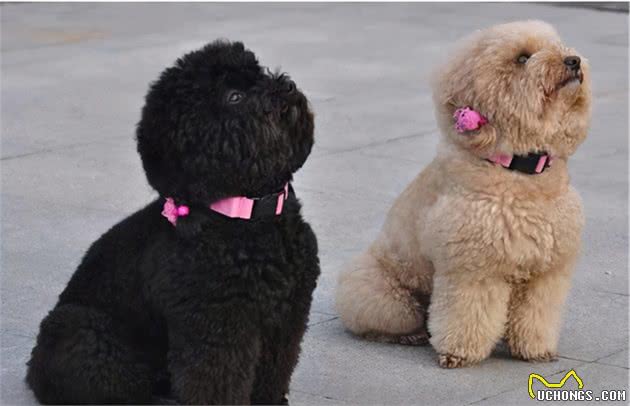 泰迪犬这些小动作有什么含义？铲屎官都懂