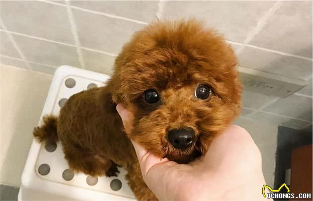 泰迪犬这些小动作有什么含义？铲屎官都懂