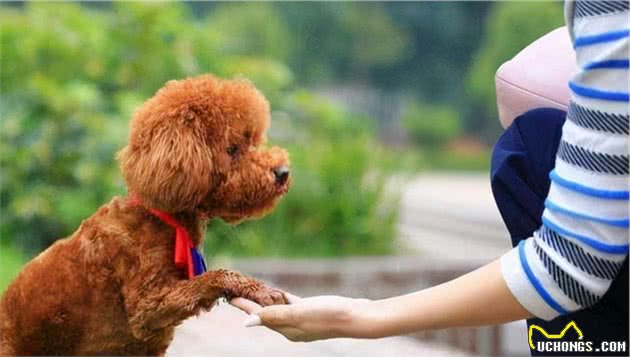 泰迪犬这些小动作有什么含义？铲屎官都懂