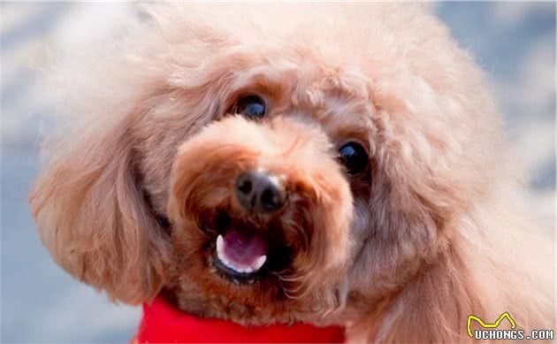 泰迪犬这些小动作有什么含义？铲屎官都懂