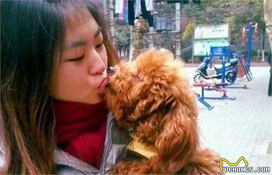 泰迪犬这些小动作有什么含义？铲屎官都懂
