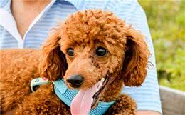 泰迪犬这些小动作有什么含义？铲屎官都懂