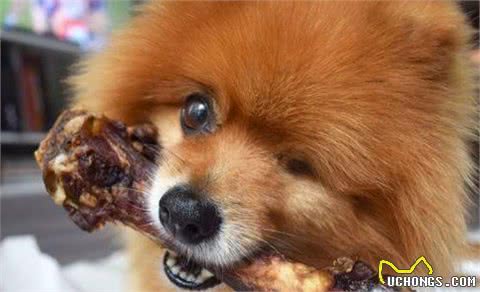 当心这7个“喂食坏习惯”，毁了狗狗的肠胃