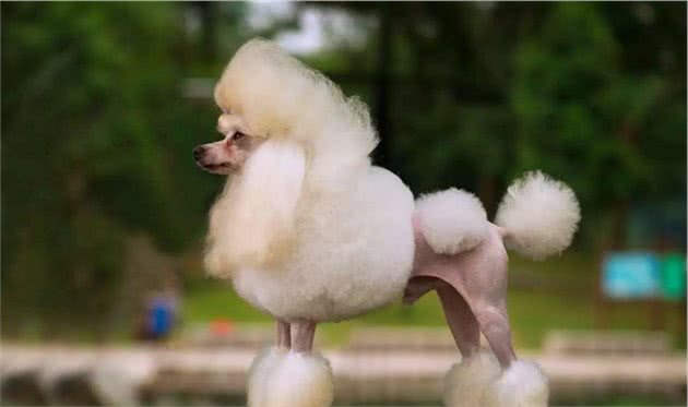 适合家养的小型犬有哪些？首推贵宾犬