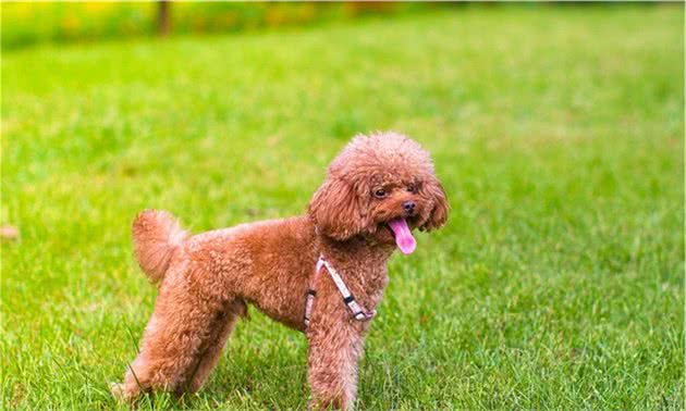适合家养的小型犬有哪些？首推贵宾犬