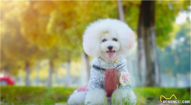 适合家养的小型犬有哪些？首推贵宾犬