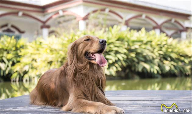 金毛犬标准体重是多少斤？长不胖该怎么办？