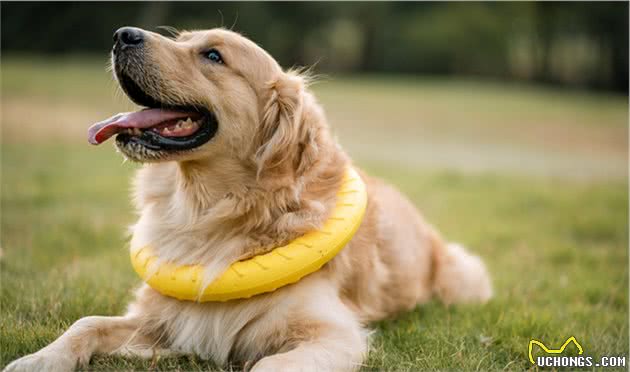 金毛犬标准体重是多少斤？长不胖该怎么办？