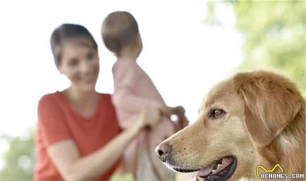 金毛犬标准体重是多少斤？长不胖该怎么办？