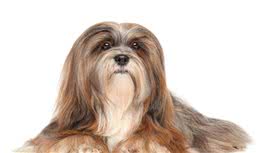 狗狗界的颜值当担：西施犬真的犬如其名
