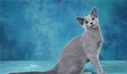 自带产地的最瘦蓝猫来袭-冬日精灵“俄罗斯蓝猫”