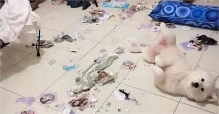 养狗千万别养萨摩耶，它会毁掉你的生活，曝光它的罪行