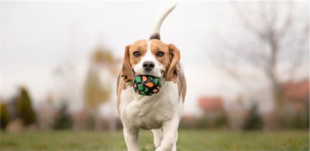 犬行为简介—正常的犬行为2