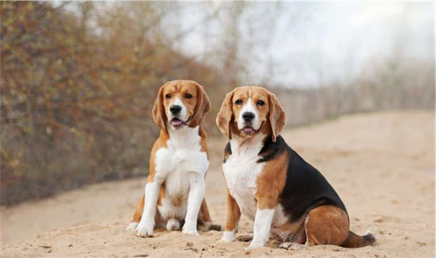 犬行为简介—正常的犬行为2