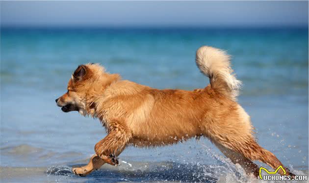 犬行为简介—正常的犬行为2