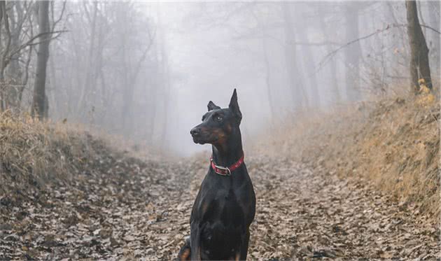 杜宾犬的优缺点有哪些？外形过于帅气也是一种罪？