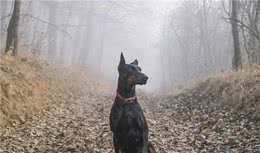 杜宾犬的优缺点有哪些？外形过于帅气也是一种罪？