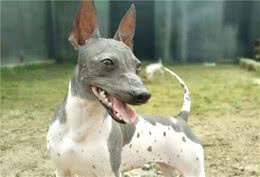 世界10大最干净的犬类，贵宾犬和松狮犬均上榜，你养了哪个？