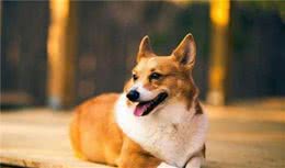 奉劝一句：想把柯基犬养好，这6件小事别漏做