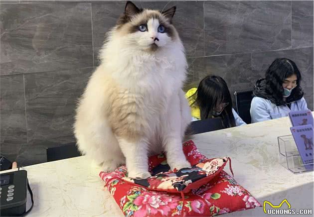 名贵布偶猫，被摆门口当招财猫用，店主：它在打工还债