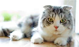饲养苏格兰折耳猫要注意哪些事项及不同情绪