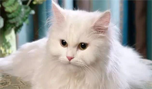 安哥拉猫缅因猫曼克斯猫苏格兰折耳猫英短斯芬克斯无毛雷克斯卷毛