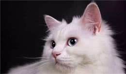安哥拉猫缅因猫曼克斯猫苏格兰折耳猫英短斯芬克斯无毛雷克斯卷毛