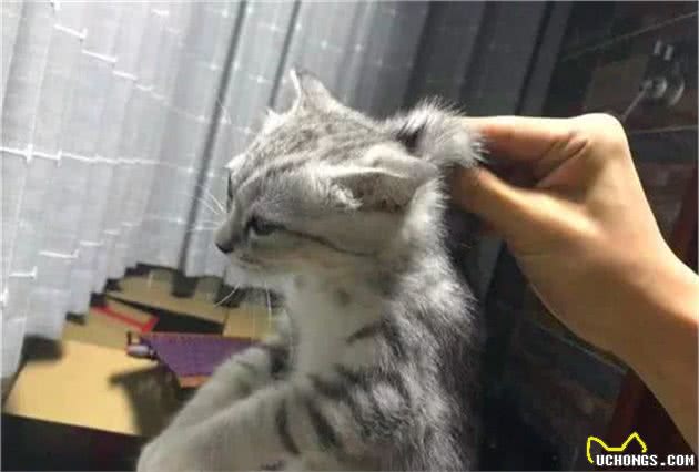 猫咪最讨厌的三种抱法，扼住后脖颈原是错误行为，胖猫会因此受伤