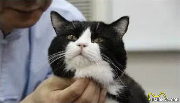 猫咪最讨厌的三种抱法，扼住后脖颈原是错误行为，胖猫会因此受伤