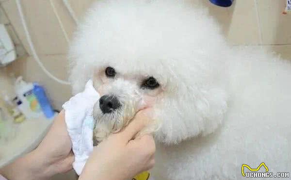 狗狗普遍的日常疾病都有哪些？这5种总让人头疼不已
