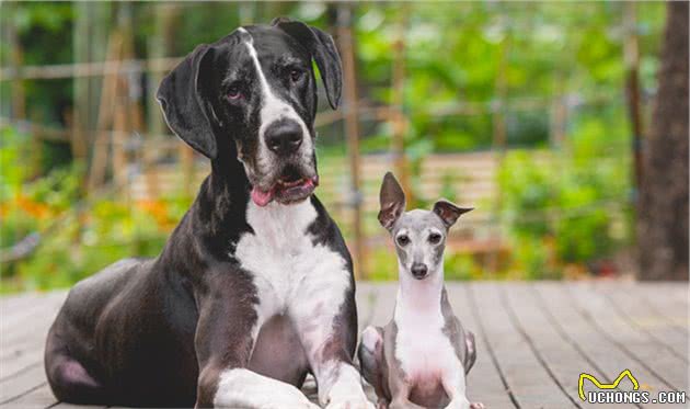 金毛寻回犬领衔，十种大型犬常见的健康问题，你家金毛会有这些吗