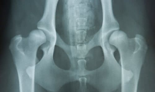 金毛寻回犬领衔，十种大型犬常见的健康问题，你家金毛会有这些吗