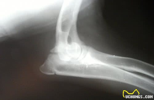 金毛寻回犬领衔，十种大型犬常见的健康问题，你家金毛会有这些吗