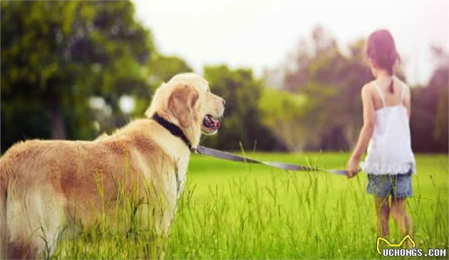 金毛寻回犬领衔，十种大型犬常见的健康问题，你家金毛会有这些吗