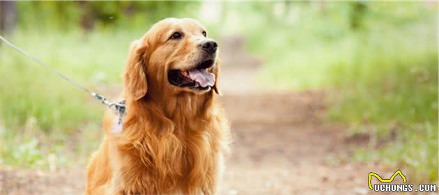 金毛寻回犬领衔，十种大型犬常见的健康问题，你家金毛会有这些吗