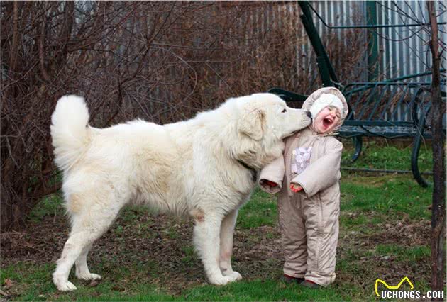金毛寻回犬领衔，十种大型犬常见的健康问题，你家金毛会有这些吗