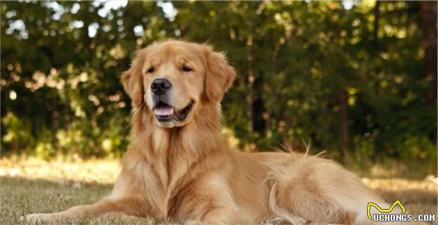金毛寻回犬领衔，十种大型犬常见的健康问题，你家金毛会有这些吗