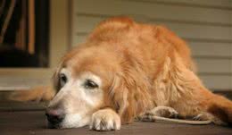 金毛寻回犬领衔，十种大型犬常见的健康问题，你家金毛会有这些吗