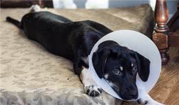 老实说，狗狗没了这“两颗蛋”，变化真的很大