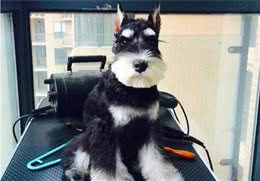 为什么大家都爱养雪纳瑞犬？这五点好处，看了不选都不行！