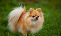 必看|狗狗的这些动作不是撒娇，而是「求救」信号