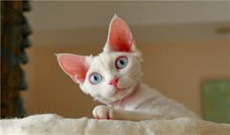 柯尼斯卷毛猫的秘密有哪些