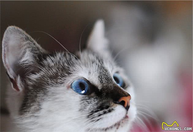 在家里呆的时间长了，猫咪开始嫌弃我了