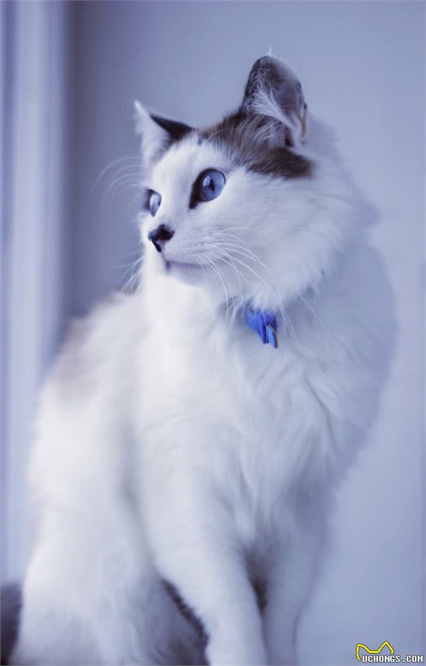 在家里呆的时间长了，猫咪开始嫌弃我了