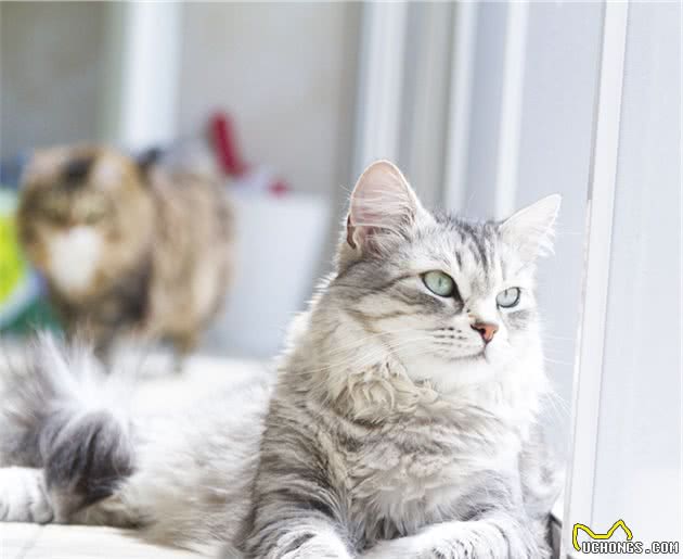 在家里呆的时间长了，猫咪开始嫌弃我了