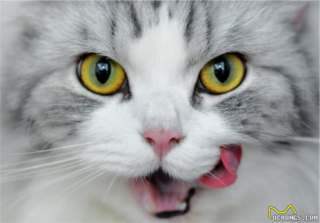 在家里呆的时间长了，猫咪开始嫌弃我了