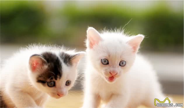 如果要养一只小猫，该如何进行喂养？一文告诉你幼猫的营养需求