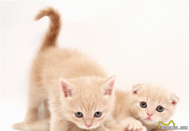 如果要养一只小猫，该如何进行喂养？一文告诉你幼猫的营养需求