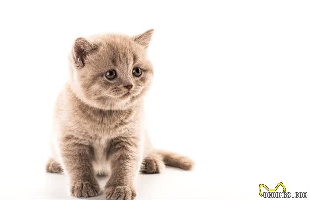 如果要养一只小猫，该如何进行喂养？一文告诉你幼猫的营养需求