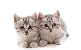 如果要养一只小猫，该如何进行喂养？一文告诉你幼猫的营养需求
